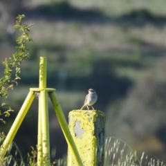 Anthus australis (Australian Pipit) at Coree, ACT - 29 Oct 2022 by wombey