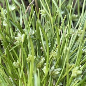 Isolepis gaudichaudiana at Lake George, NSW - 29 Oct 2022