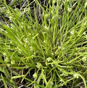 Isolepis gaudichaudiana at Lake George, NSW - 29 Oct 2022