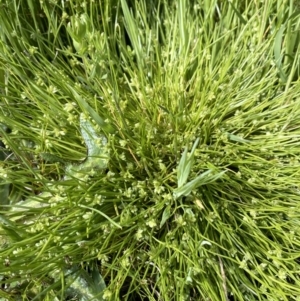 Isolepis gaudichaudiana at Lake George, NSW - 29 Oct 2022