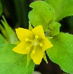 Lysimachia japonica (Creeping Loosestrife) at Nambucca Heads, NSW - 29 Oct 2022 by trevorpreston