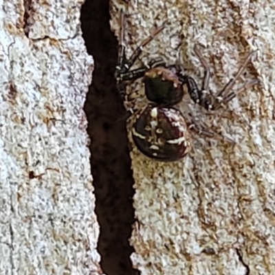 Tharpyna (genus) (A crab spider) at Nambucca Heads, NSW - 29 Oct 2022 by trevorpreston