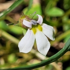 Lobelia purpurascens (White Root) at Nambucca Heads, NSW - 29 Oct 2022 by trevorpreston