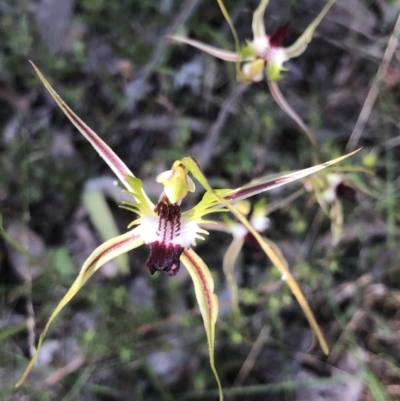 Caladenia atrovespa (Green-comb Spider Orchid) at Bruce, ACT - 29 Oct 2022 by goyenjudy