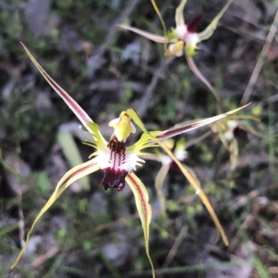 Caladenia atrovespa (Green-comb Spider Orchid) at Bruce, ACT - 30 Oct 2022 by goyenjudy