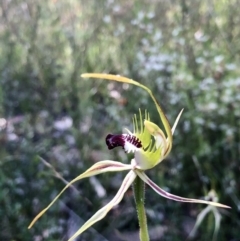 Caladenia atrovespa at Bruce, ACT - 30 Oct 2022