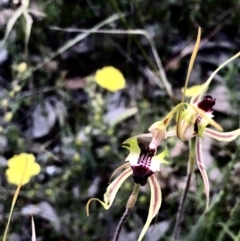 Caladenia atrovespa at Bruce, ACT - suppressed