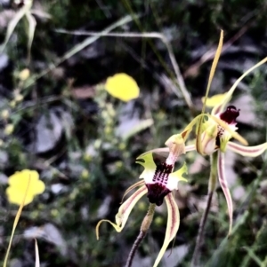 Caladenia atrovespa at Bruce, ACT - suppressed