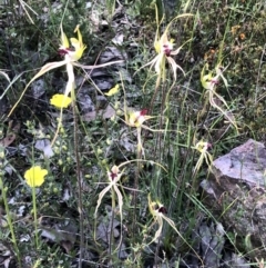 Caladenia atrovespa at Bruce, ACT - 30 Oct 2022