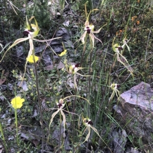 Caladenia atrovespa at Bruce, ACT - suppressed