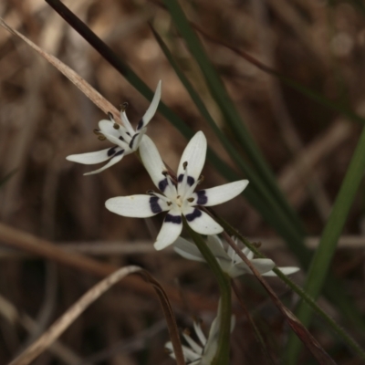 Wurmbea dioica subsp. dioica (Early Nancy) at Murrumbateman, NSW - 30 Oct 2022 by amiessmacro