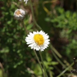 Leucochrysum albicans subsp. tricolor at Murrumbateman, NSW - 30 Oct 2022