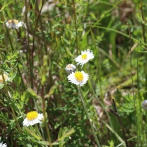 Leucochrysum albicans subsp. tricolor at Murrumbateman, NSW - 30 Oct 2022