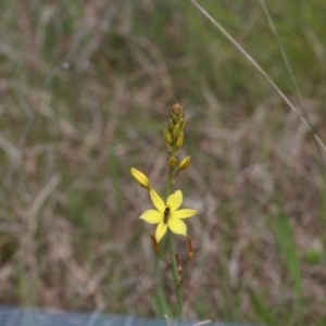 Bulbine bulbosa at Jeir, NSW - 30 Oct 2022