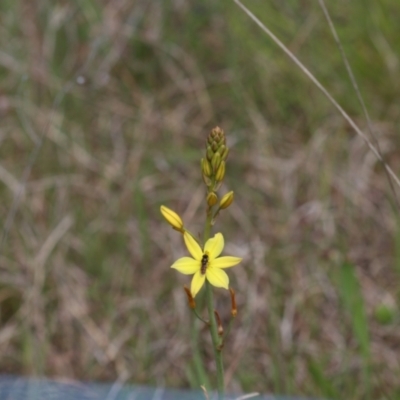 Bulbine bulbosa (Golden Lily, Bulbine Lily) at Jeir, NSW - 30 Oct 2022 by amiessmacro