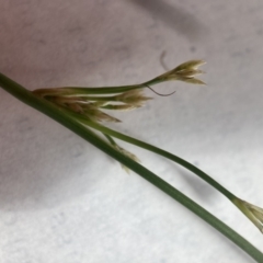 Juncus subsecundus at Hackett, ACT - 30 Oct 2022 12:16 PM