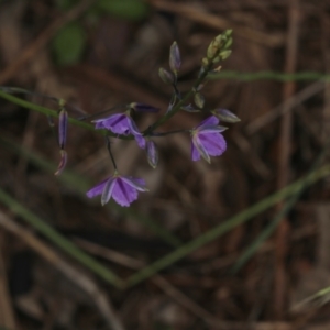 Thysanotus patersonii at Murrumbateman, NSW - 30 Oct 2022 11:46 AM