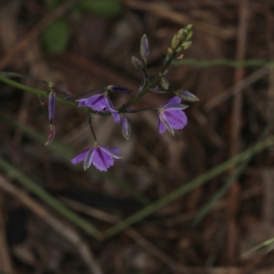 Thysanotus patersonii (Twining Fringe Lily) at Murrumbateman, NSW - 30 Oct 2022 by amiessmacro