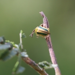 Calomela juncta (Leaf beetle) at Yackandandah, VIC - 29 Oct 2022 by KylieWaldon