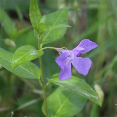 Vinca major (Blue Periwinkle) at Yackandandah, VIC - 29 Oct 2022 by KylieWaldon