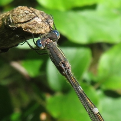 Austrolestes leda (Wandering Ringtail) at Flynn, ACT - 29 Oct 2022 by Christine