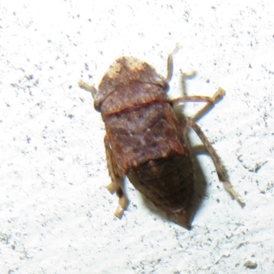 Smicrocotis sp. (genus) (A leafhopper) at Flynn, ACT - 30 Oct 2022 by Christine