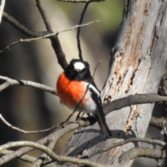 Petroica boodang (Scarlet Robin) at Namadgi National Park - 29 Oct 2022 by HelenCross