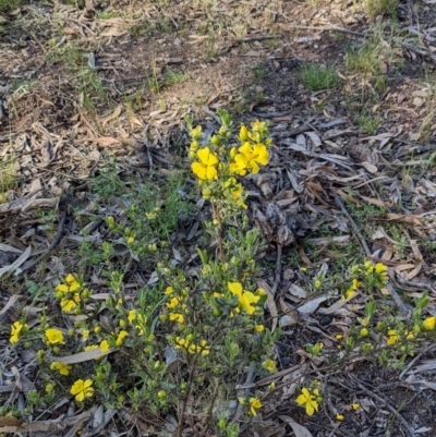Hibbertia obtusifolia (Grey Guinea-flower) at Forde, ACT - 29 Oct 2022 by KaleenBruce