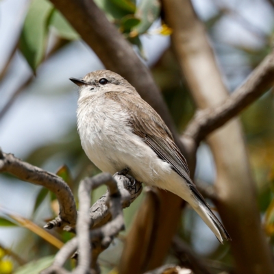 Microeca fascinans (Jacky Winter) at Booth, ACT - 30 Oct 2022 by JohnHurrell