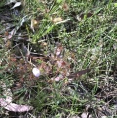 Drosera auriculata (Tall Sundew) at Bruce, ACT - 29 Oct 2022 by goyenjudy