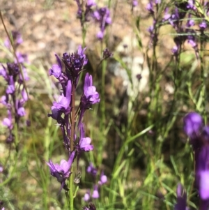 Linaria pelisseriana at Bruce, ACT - 30 Oct 2022 09:45 AM