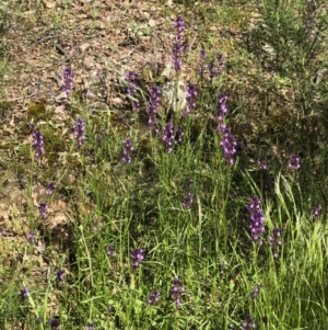 Linaria pelisseriana at Bruce, ACT - 30 Oct 2022