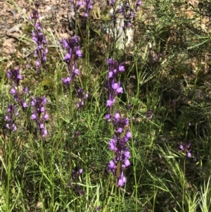 Linaria pelisseriana at Bruce, ACT - 30 Oct 2022 09:45 AM