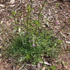 Epilobium billardiereanum subsp. cinereum (Hairy Willow Herb) at Hackett, ACT - 30 Oct 2022 by waltraud