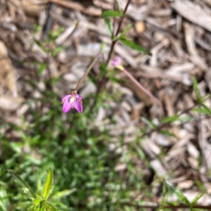 Epilobium billardiereanum subsp. cinereum at Hackett, ACT - 30 Oct 2022