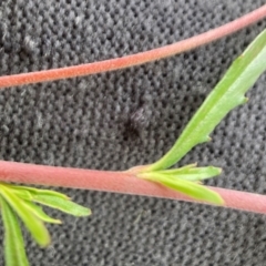 Epilobium billardiereanum subsp. cinereum at Hackett, ACT - 30 Oct 2022