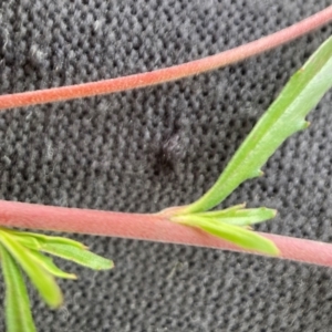 Epilobium billardiereanum subsp. cinereum at Hackett, ACT - 30 Oct 2022