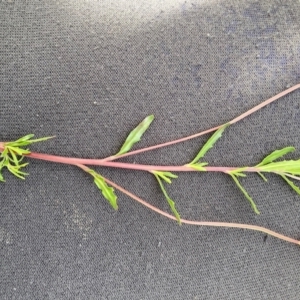 Epilobium billardiereanum subsp. cinereum at Hackett, ACT - 30 Oct 2022