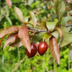 Prunus cerasifera (Cherry Plum) at Isaacs Ridge - 30 Oct 2022 by Mike