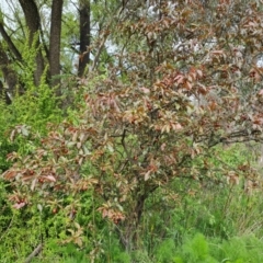 Prunus cerasifera at Jerrabomberra, ACT - 30 Oct 2022