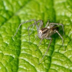 Oxyopes (genus) (Lynx spider) at Downer, ACT - 29 Oct 2022 by RobertD