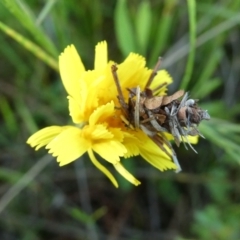 Heliocosma (genus - immature) (A tortrix or leafroller moth) at QPRC LGA - 30 Oct 2022 by Wandiyali