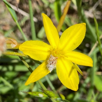 Heliocosma (genus - immature) (A tortrix or leafroller moth) at Wandiyali-Environa Conservation Area - 29 Oct 2022 by Wandiyali