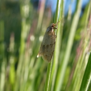 Constrictana group constrictana at Googong, NSW - 30 Oct 2022 06:00 AM