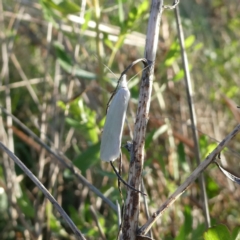 Zacorus carus (Wingia group moth) at Wandiyali-Environa Conservation Area - 29 Oct 2022 by Wandiyali