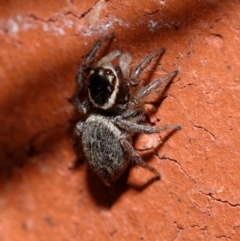 Maratus griseus (Jumping spider) at Downer, ACT - 29 Oct 2022 by RobertD