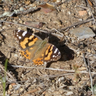 Vanessa kershawi (Australian Painted Lady) at Queanbeyan West, NSW - 29 Oct 2022 by Paul4K