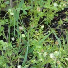 Cotula australis at Queanbeyan West, NSW - 30 Oct 2022