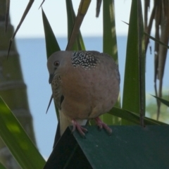 Spilopelia chinensis (Spotted Dove) at Eli Waters, QLD - 18 Sep 2022 by Paul4K