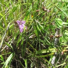 Thysanotus patersonii (Twining Fringe Lily) at The Pinnacle - 30 Oct 2022 by sangio7